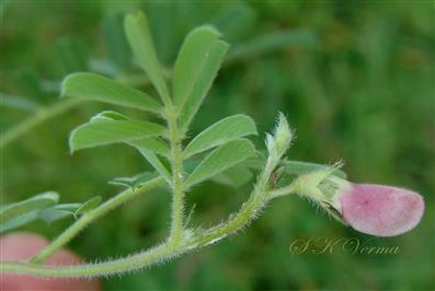 Flowering branch